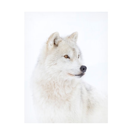 Jim Cumming 'Portrait Of An Arctic Wolf' Canvas Art, 35x47